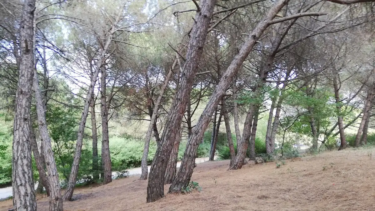 Çatalca Harmanlar Üstü Mesire Alanı, Çatalca