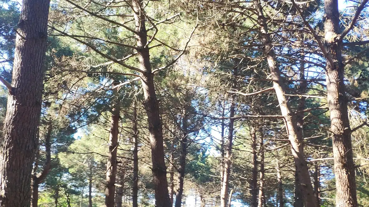Çatalca Küptepe Mesire Alanı, Çatalca