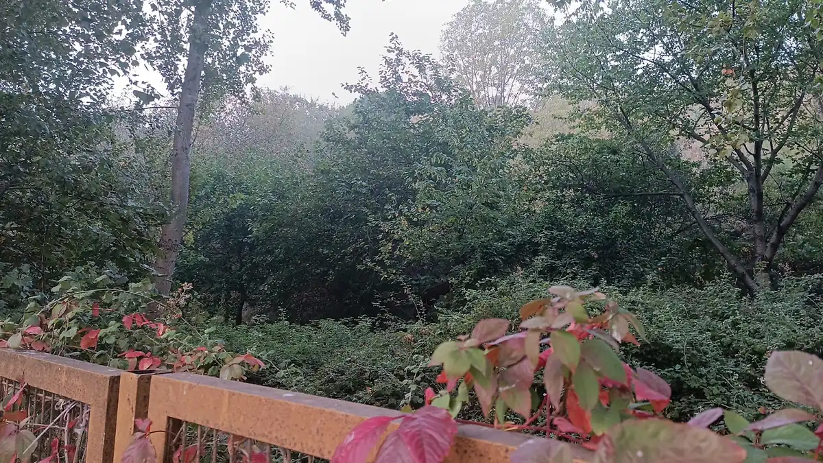 Seyrantepe Korusu, Kağıthane